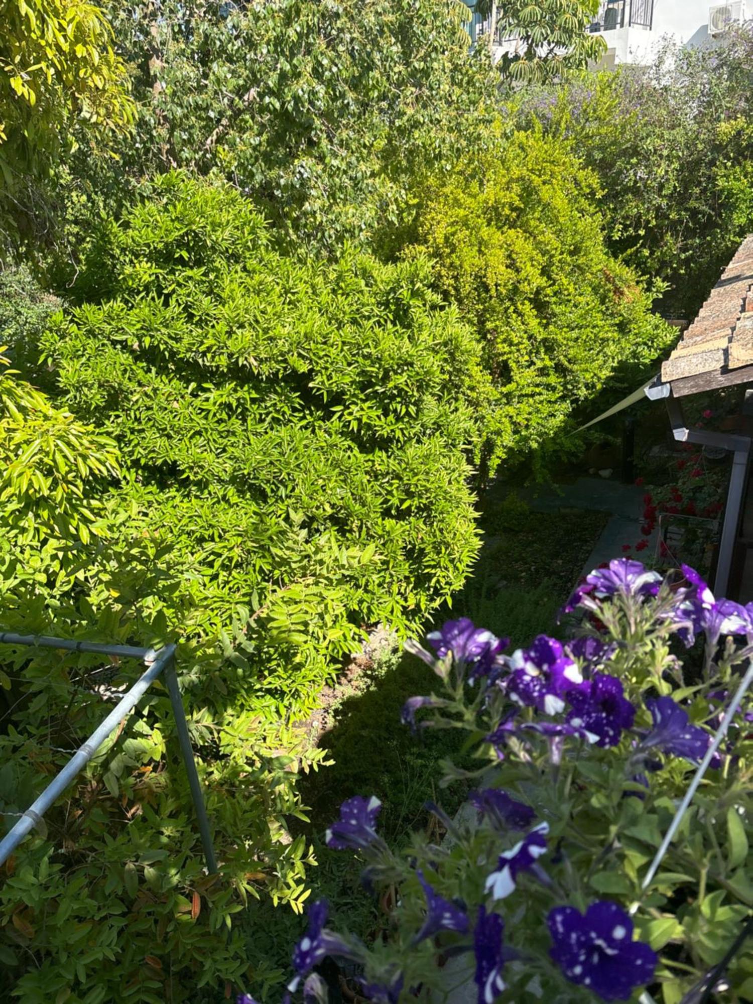 Vasilion Agrotourism Villa Polis Eksteriør bilde